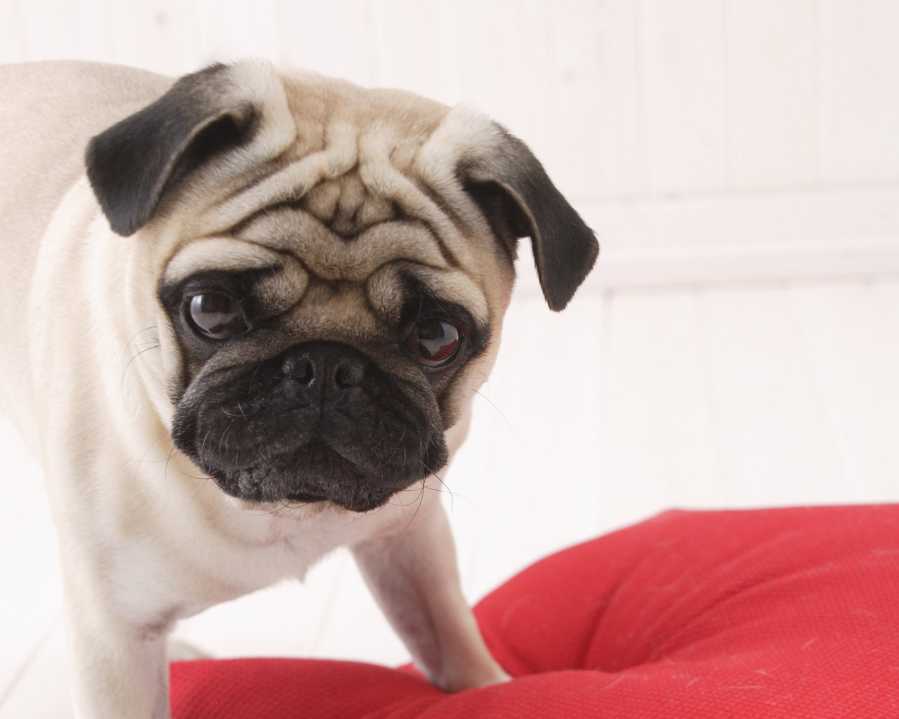 Взгляд собаки