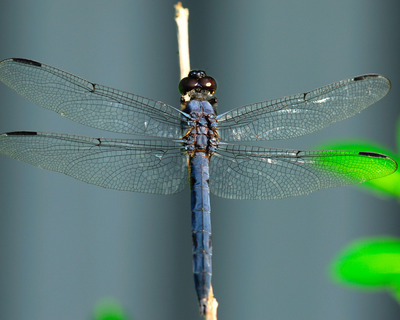 Стрекоза на травинке