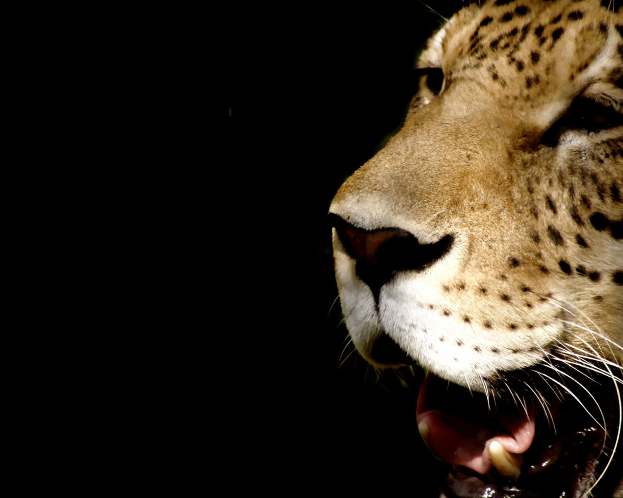 Морда леопарда