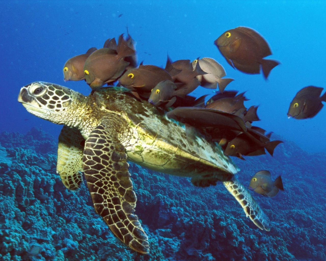 Черепаха с компанией рыб