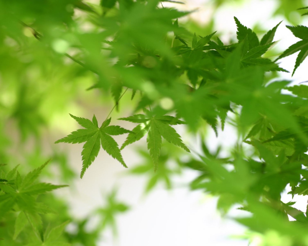 Зеленая листва