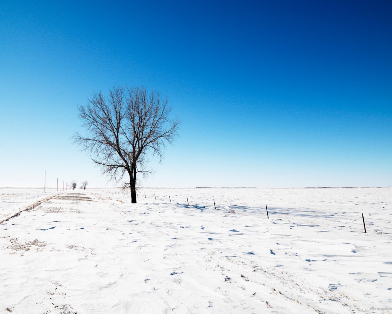 Одинокое придорожное дерево