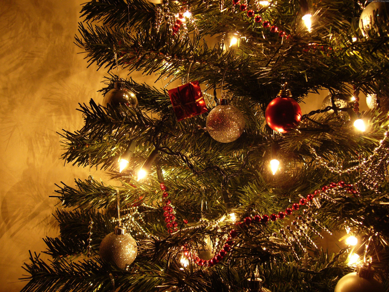 Spruce tree / Christmas