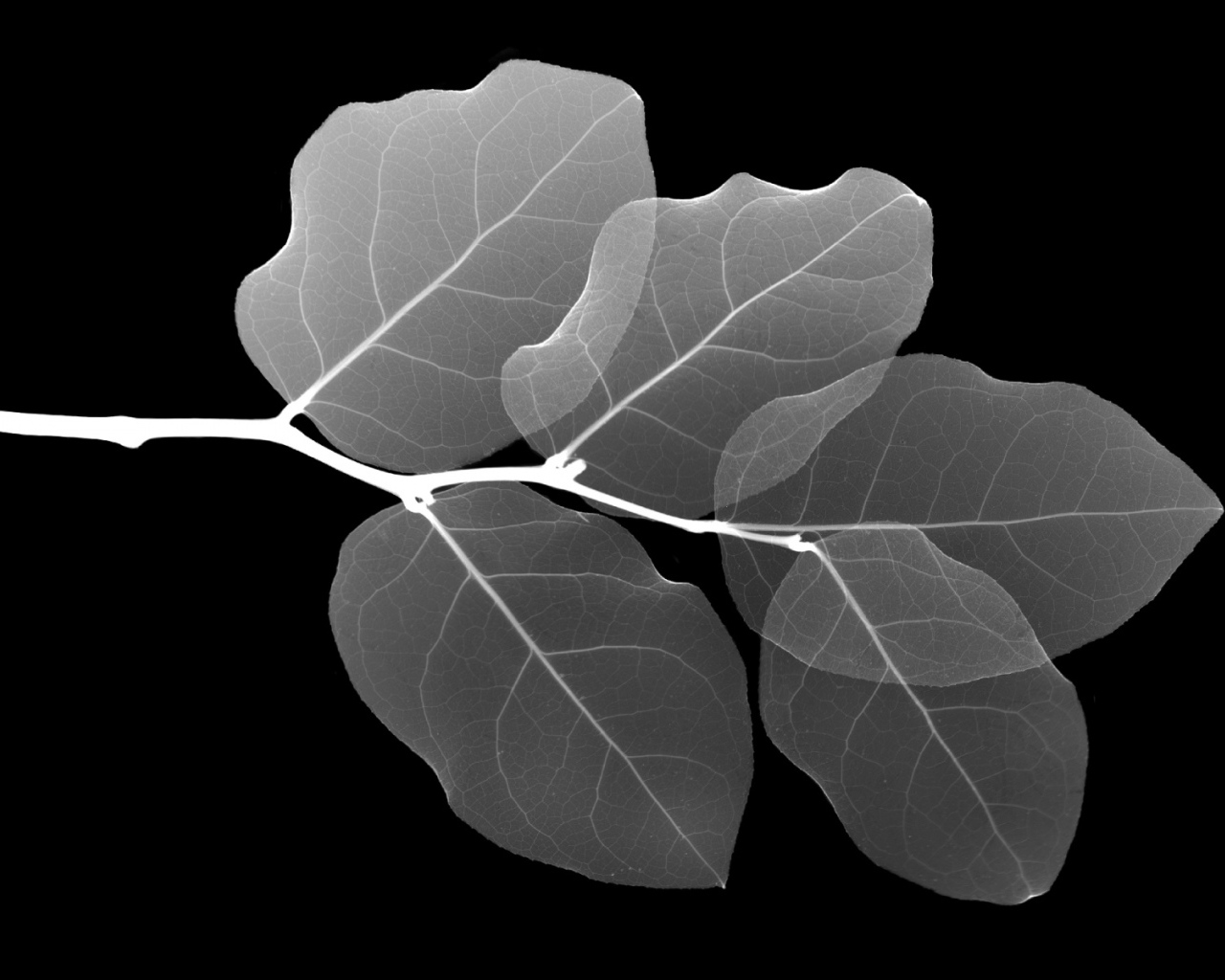 Рентген Листа