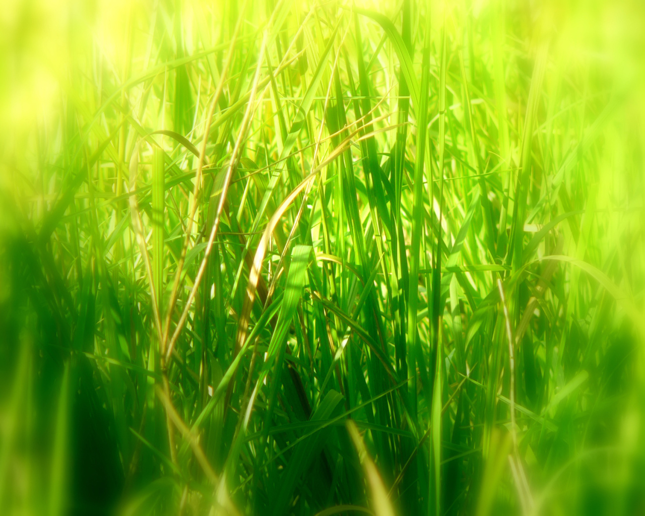 Deep grass