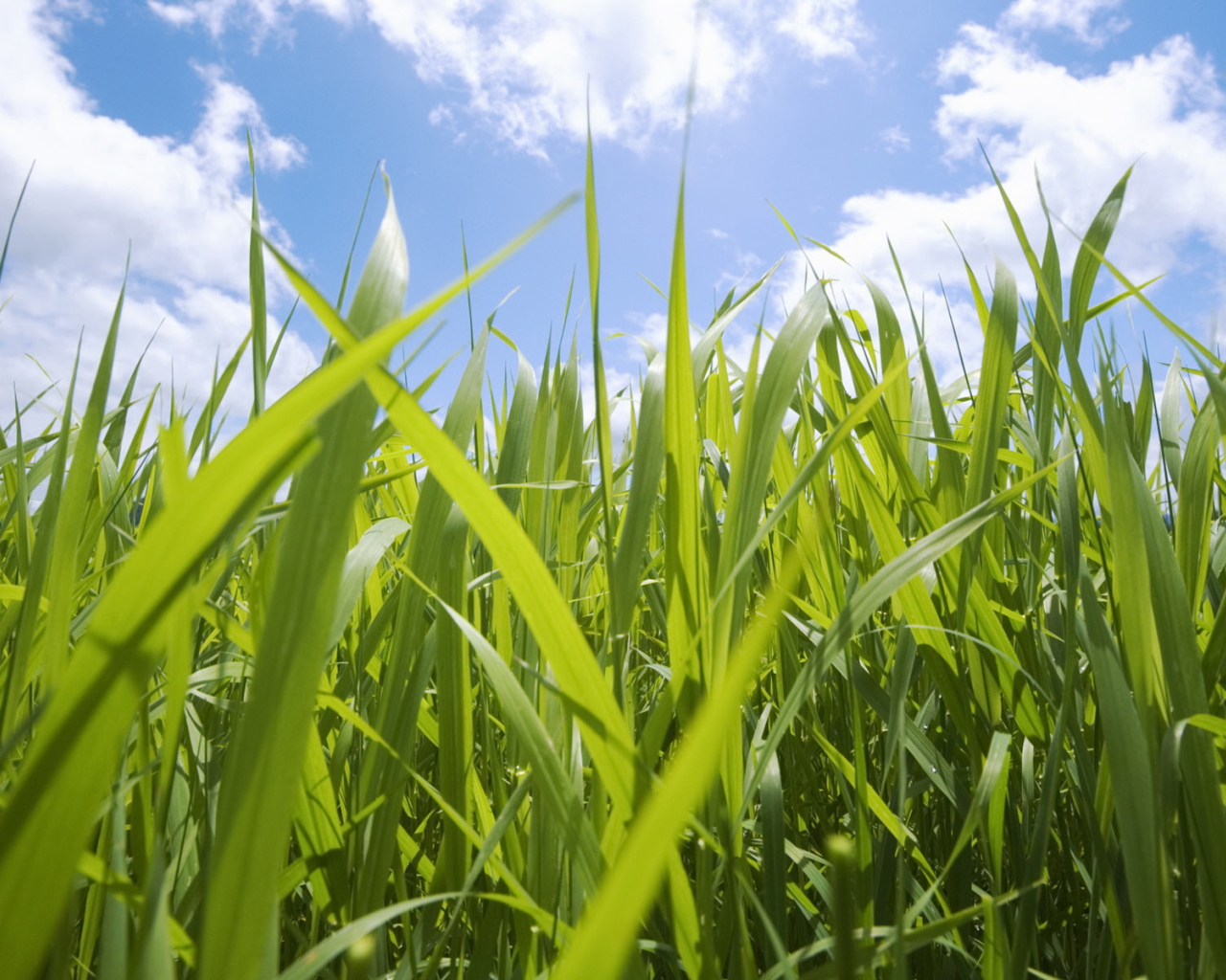 Кукурузные поля