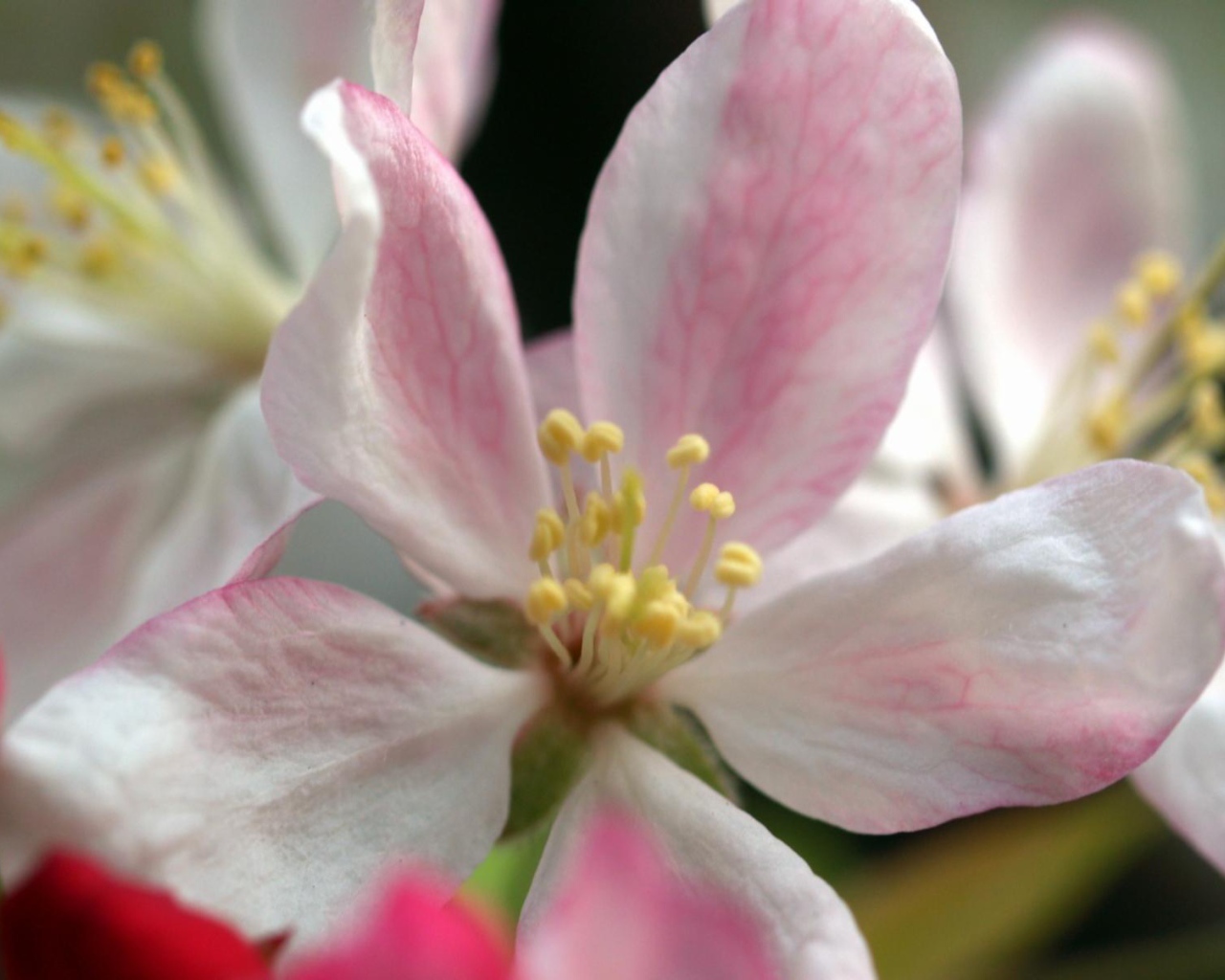 Пучок яблока