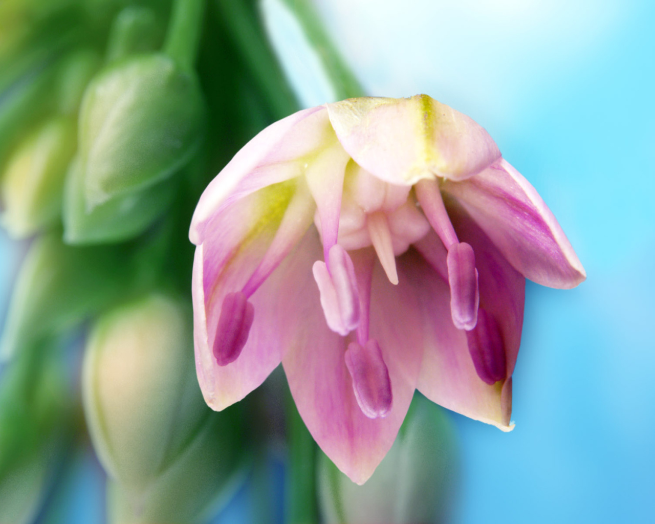 Искусство, Цветы