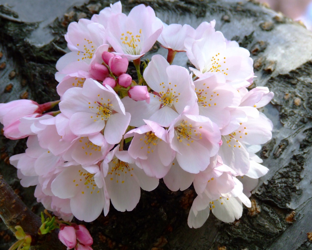 Цветущий букет