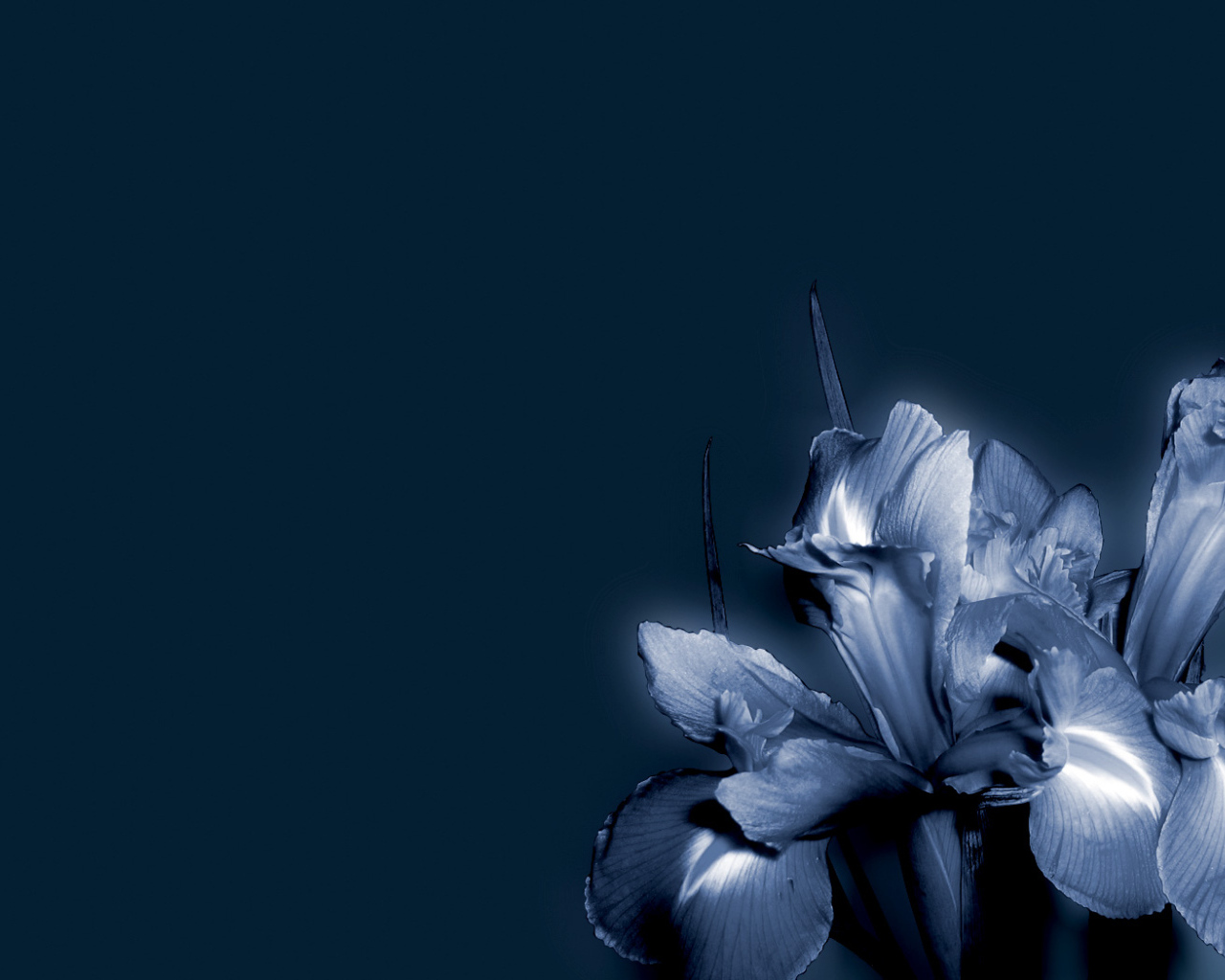 Синие цветок