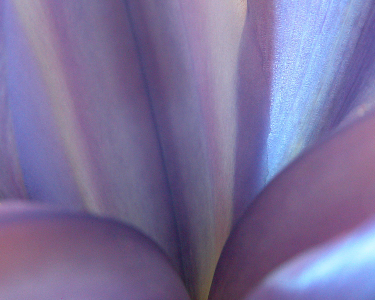 Синие цветы