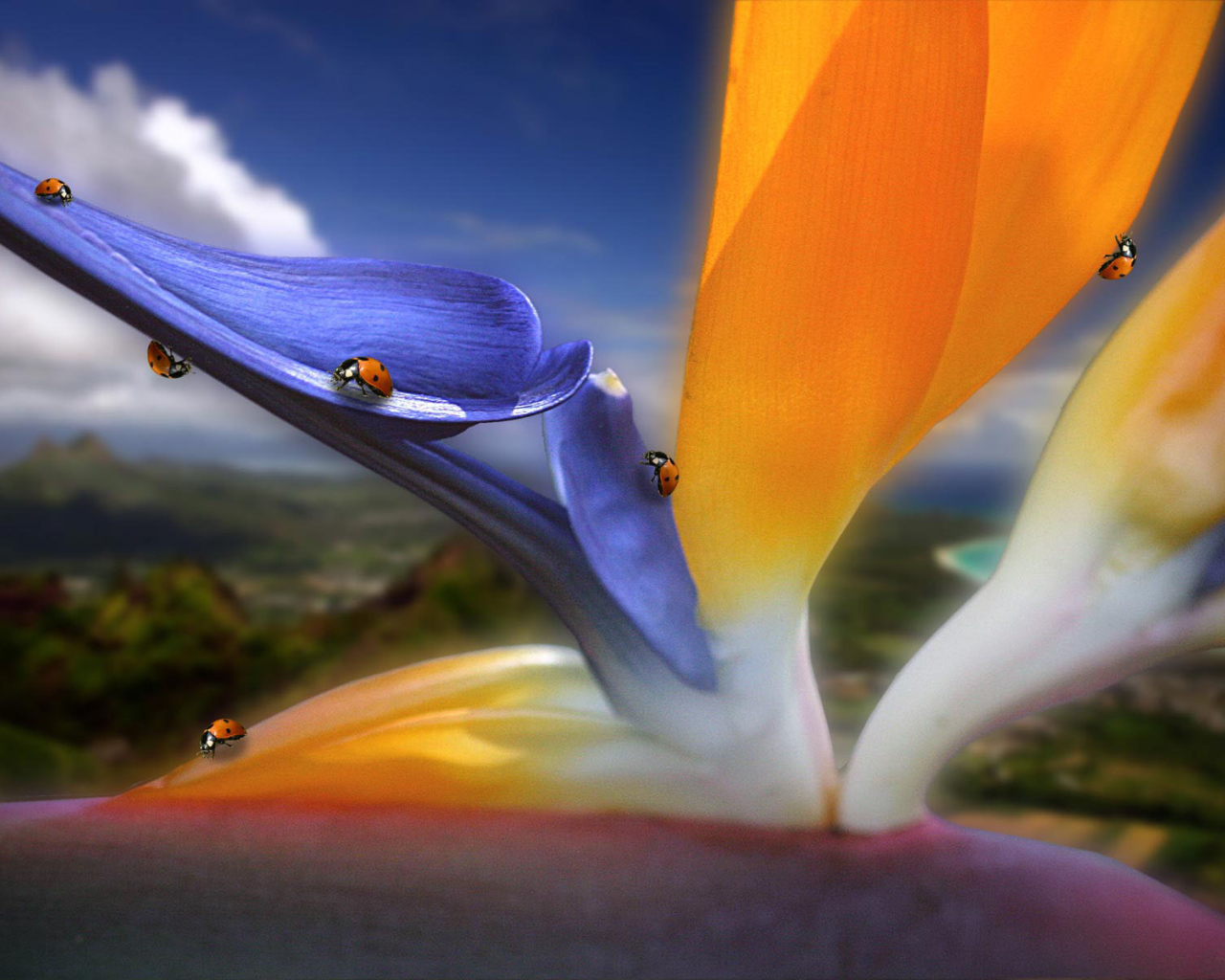 Жучки на цветах