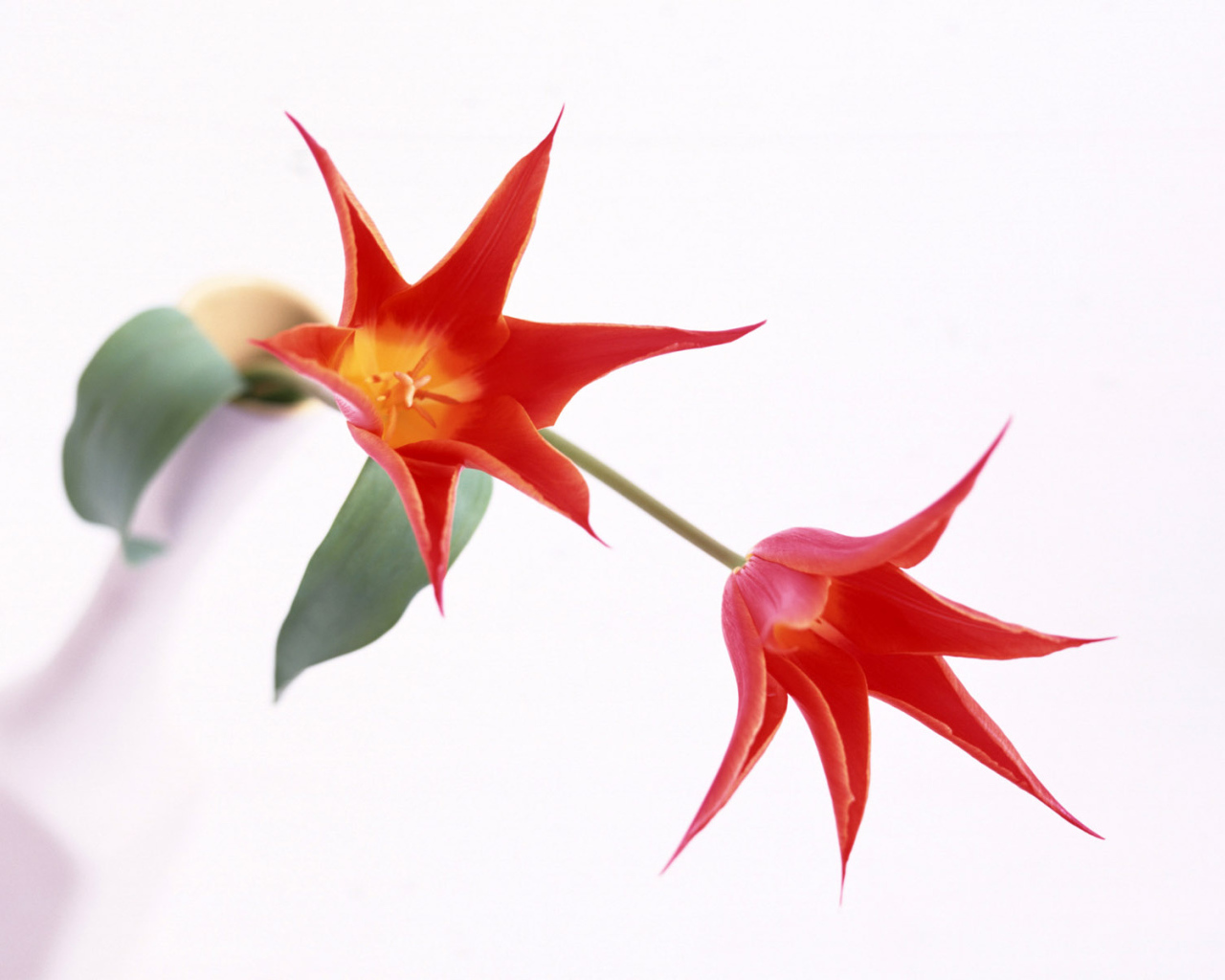 Когти, Цветы