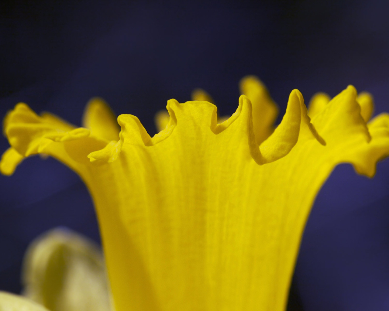 Труба Нарцисса, Цветы