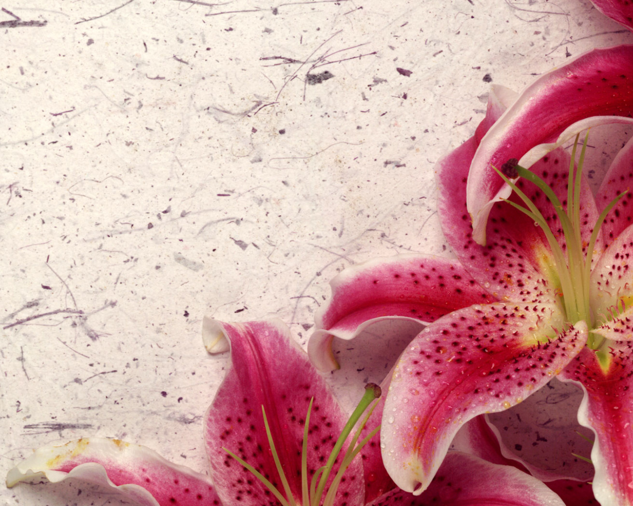 Лилия Обстановки, Цветы