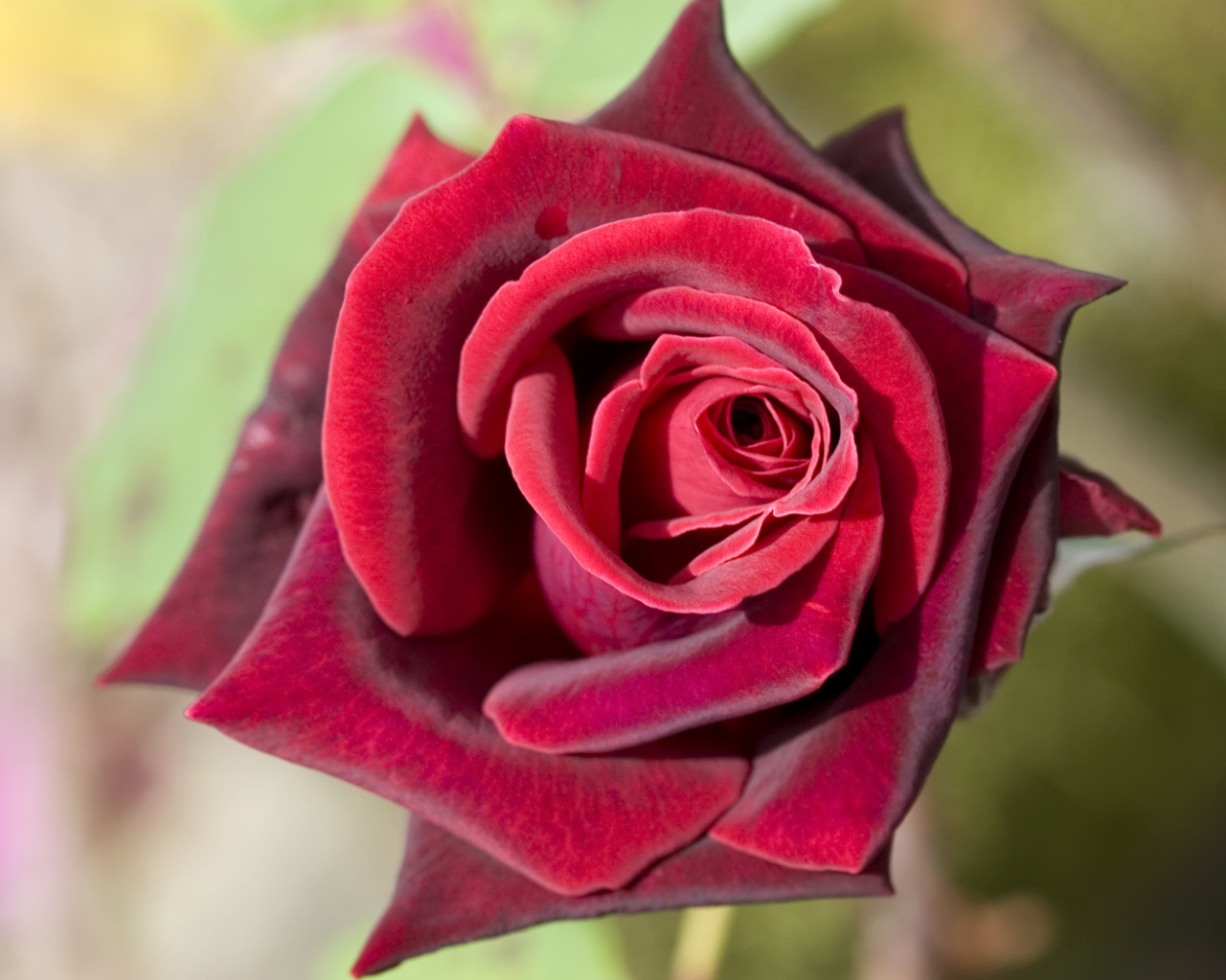 Глубокая красная роза, Цветы