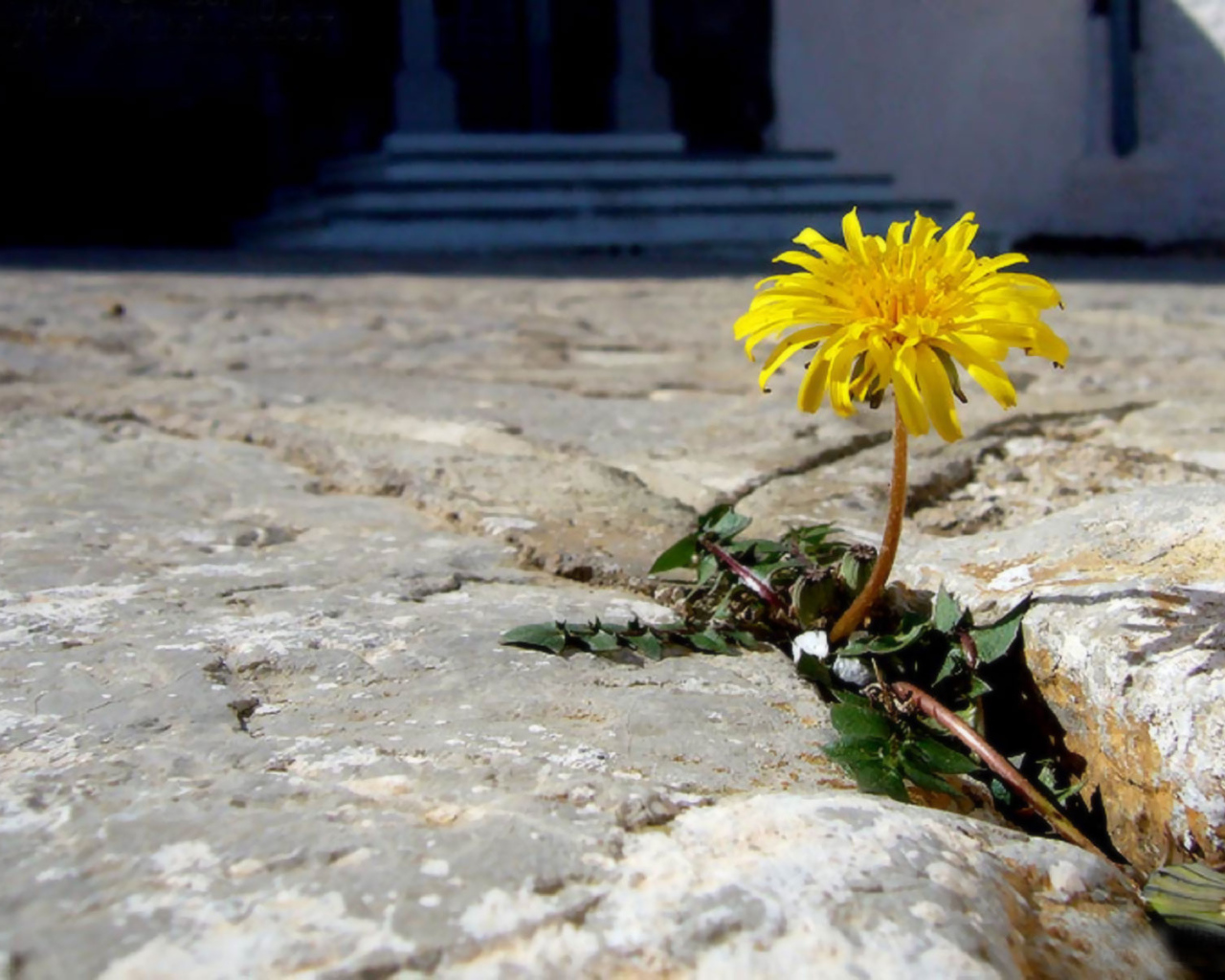 Трудное цветение, Цветы