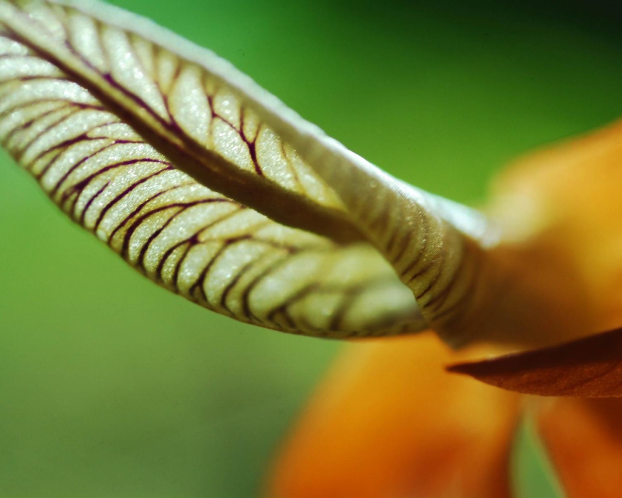 Лист уха, Цветы