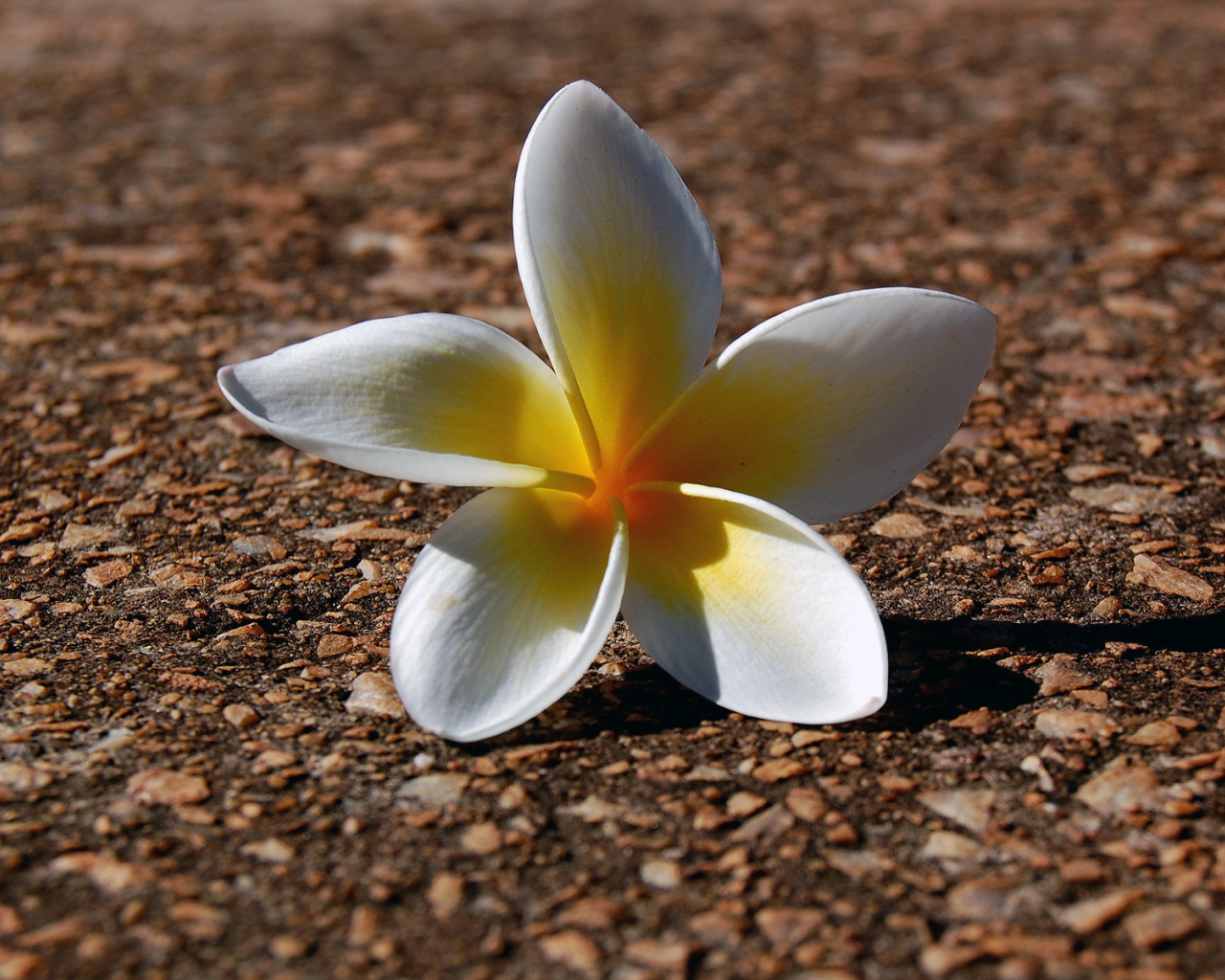 Ложащийся цветок, Цветы