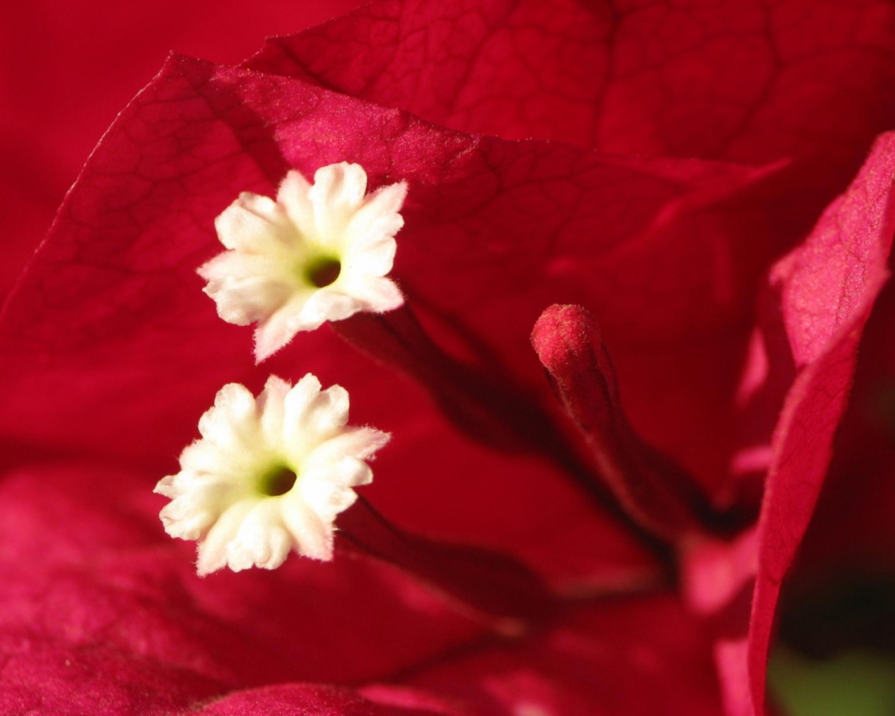 Эмоции Цветов, Цветы