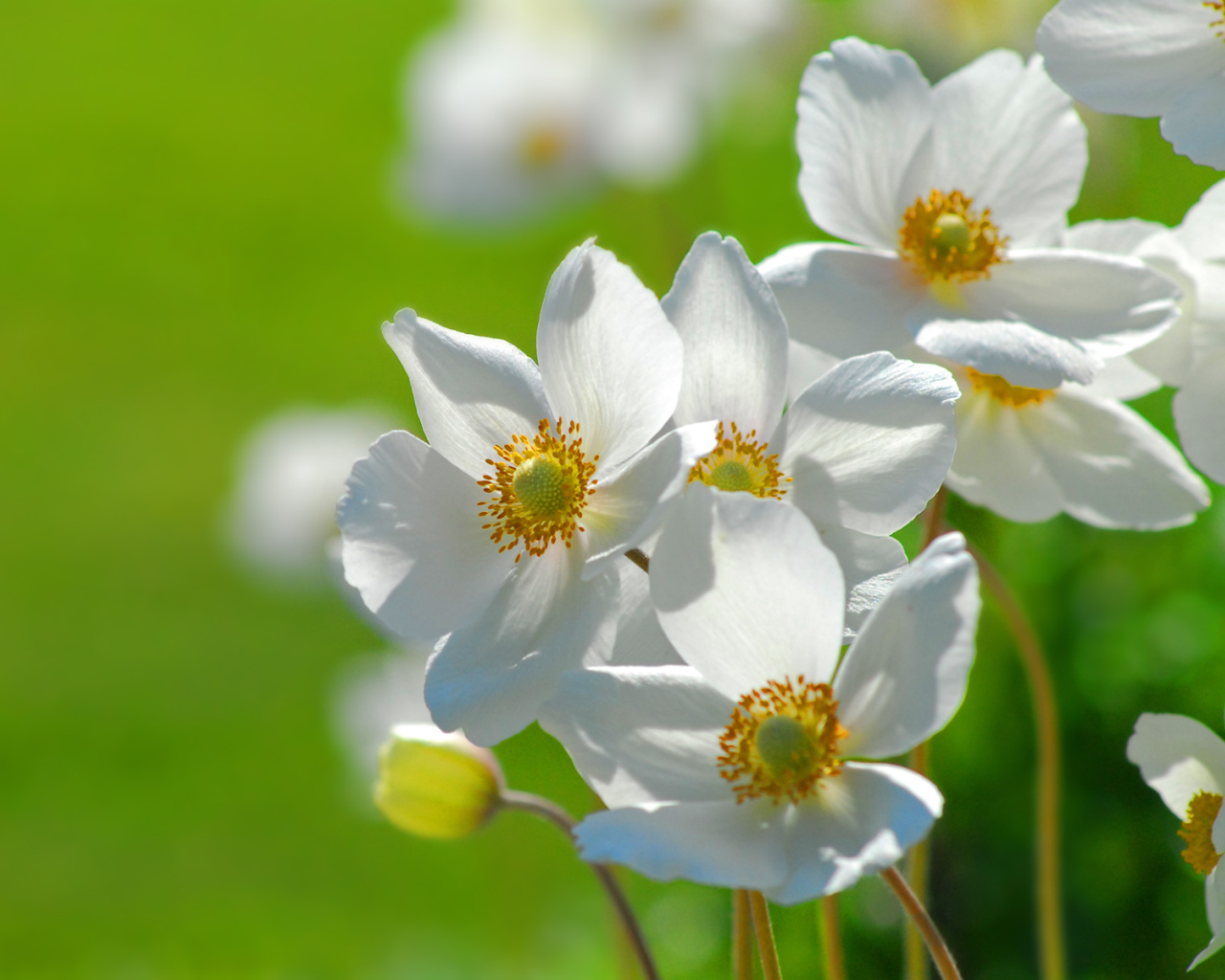 Цветы на траве, Цветах