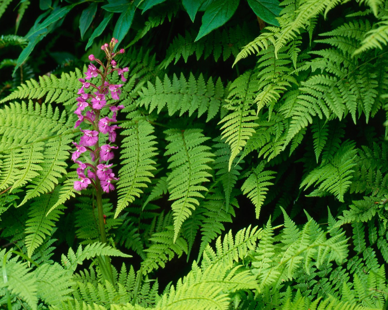 Орхидея Fringed, Цветы