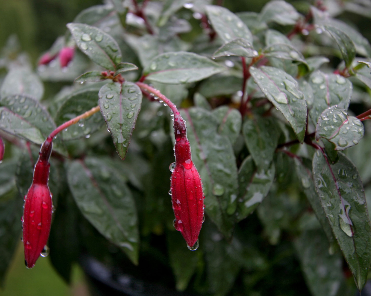 Fusia после дождя, Цветов