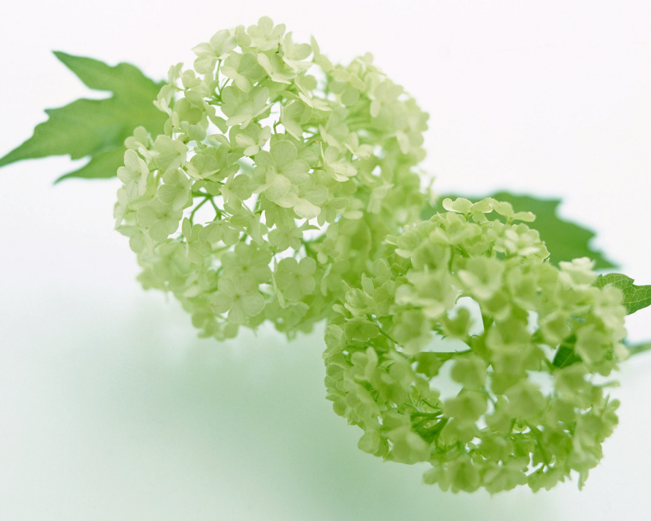 Зеленый, Цветы