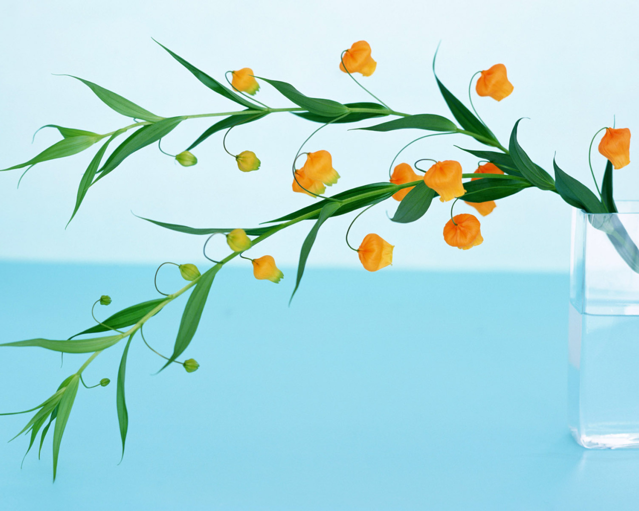 Домашние цветы