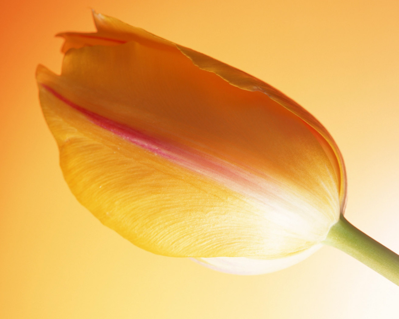 Горячий тюльпан, Цветы