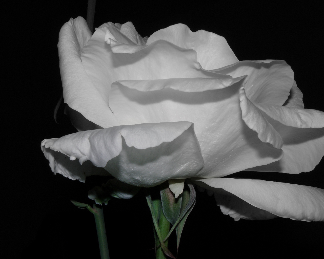 Холодная роза