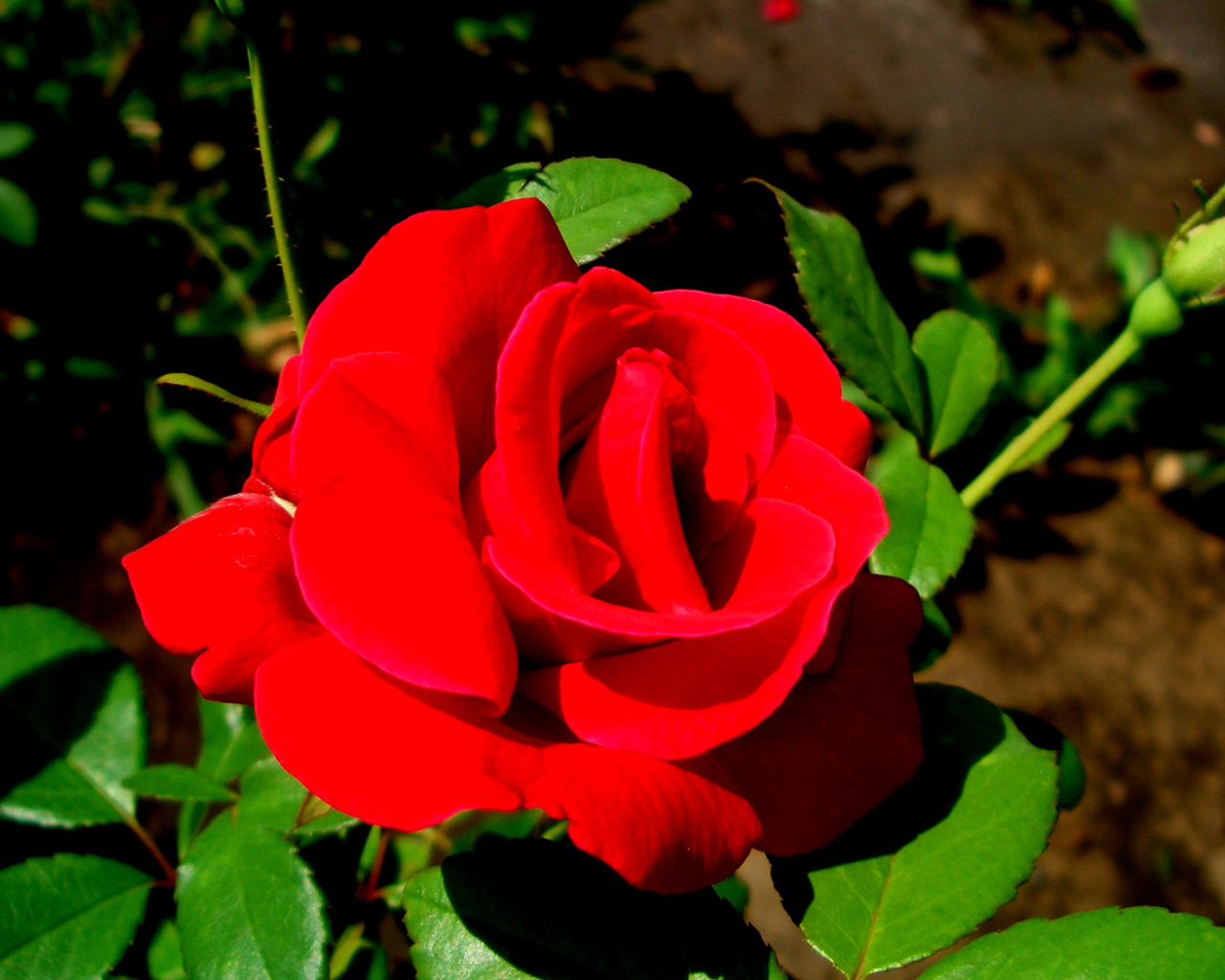 Роза - цветы