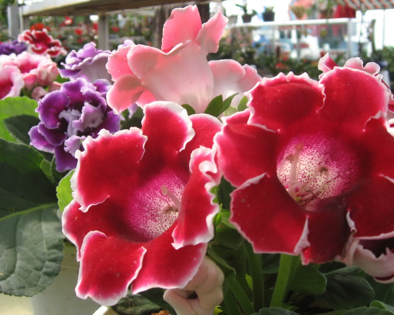 Розы Японии, Цветы