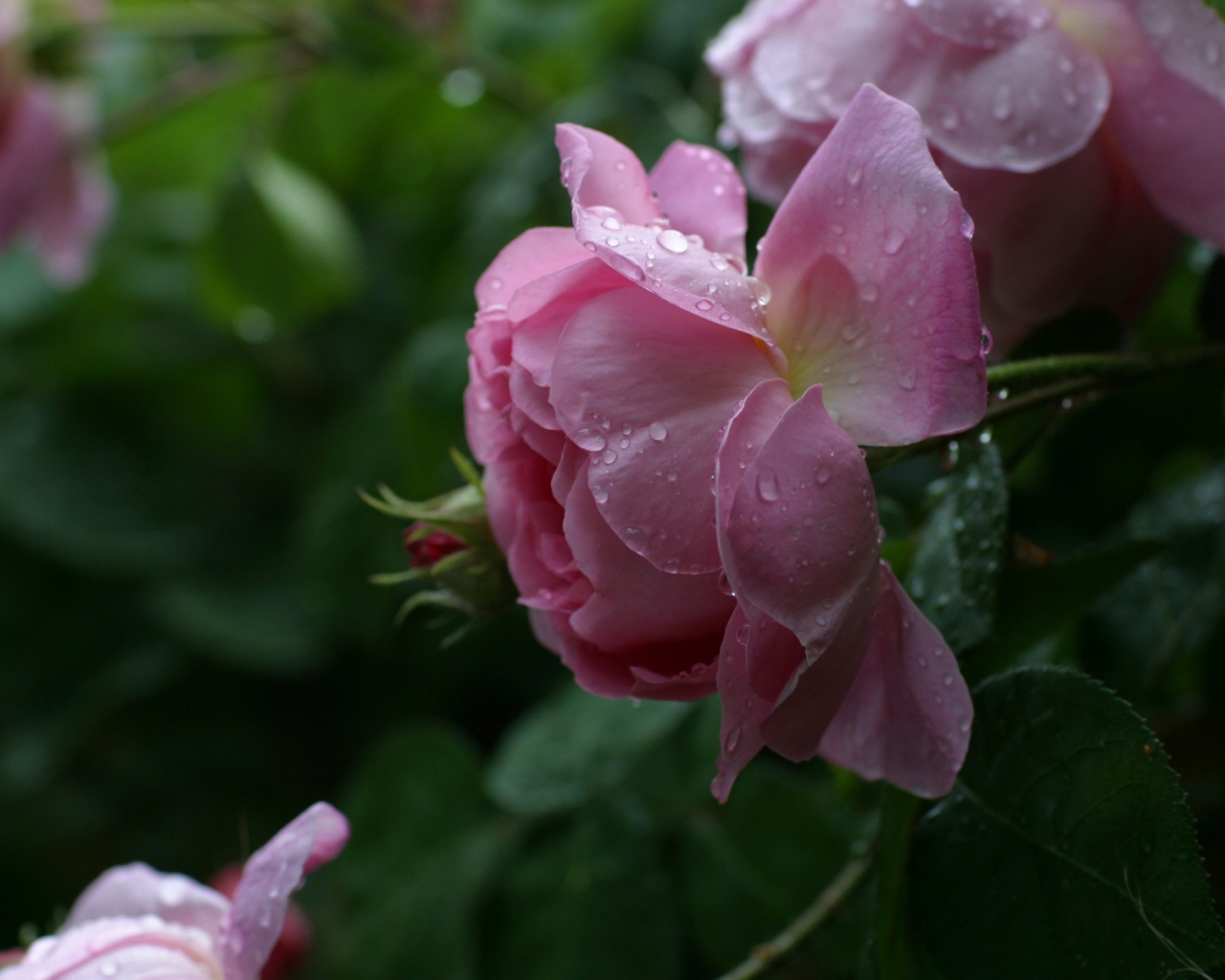 Розы леопарда, Цветы