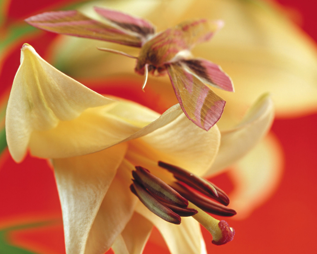 Лилия, Цветы