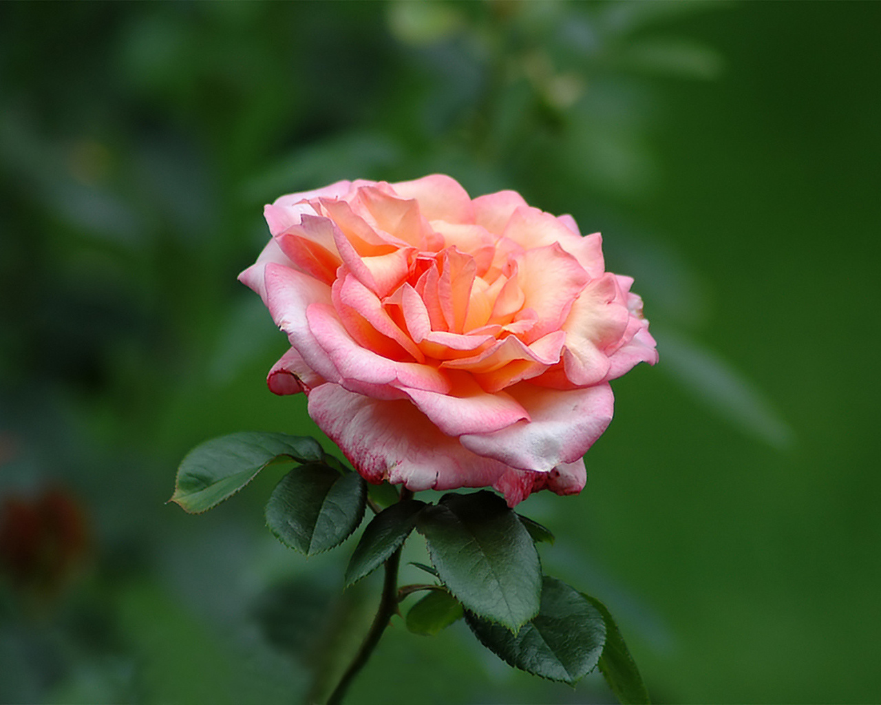 Одинокие чувства, Цветы