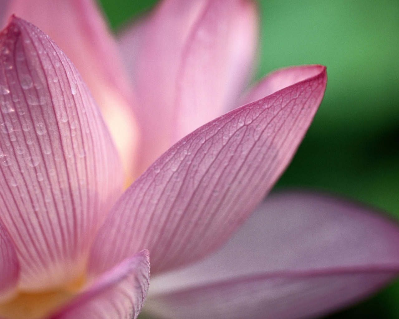 Лотос, Цветы