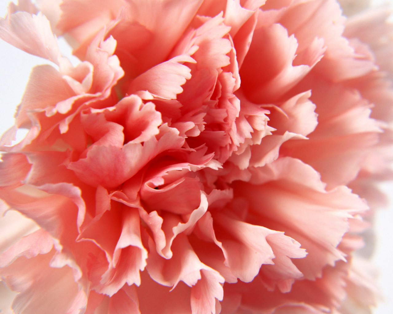 Макро-Гвоздика, Цветы