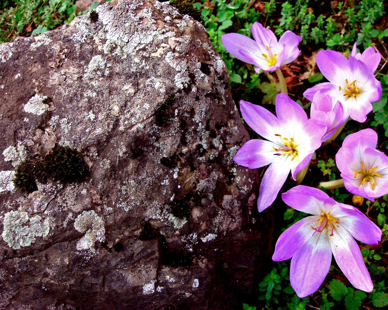Сиреневый, Цветы