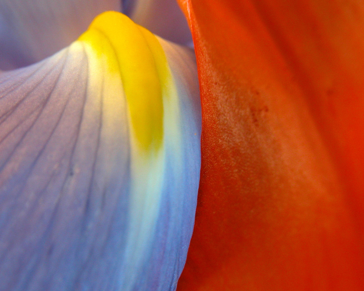 Многокрасочность, Цветы