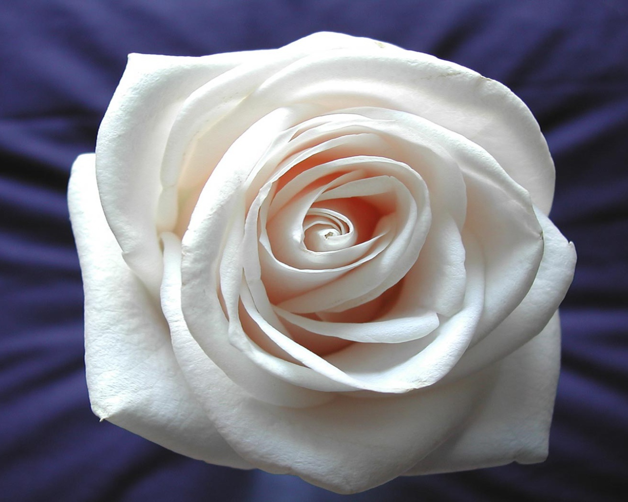 Бутон белой розы