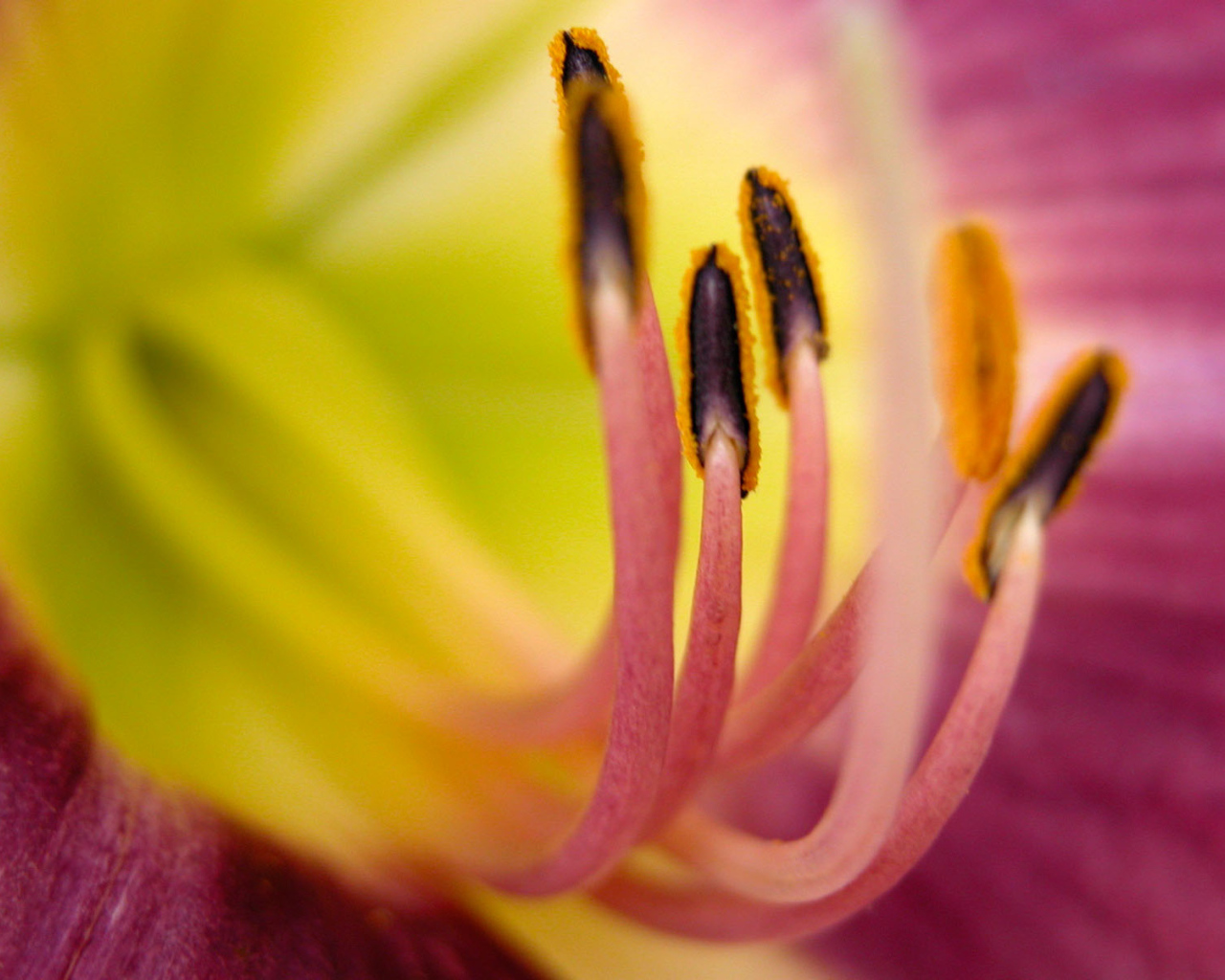 Хороший цветок