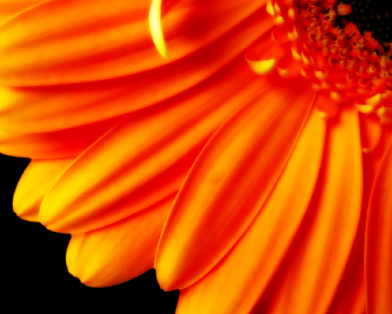 Оранжевый цветок