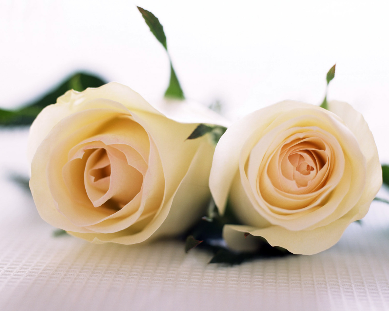 Пара роз, Цветов