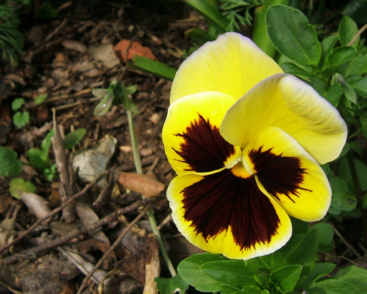 Прекрасная любовь, Цветы