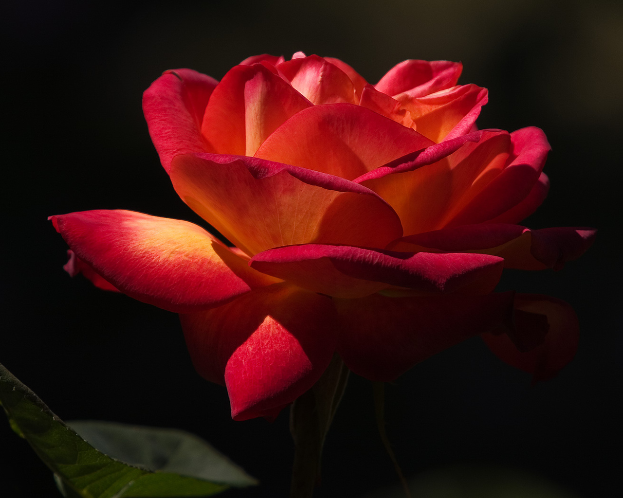 Прекрасный момент, Цветы