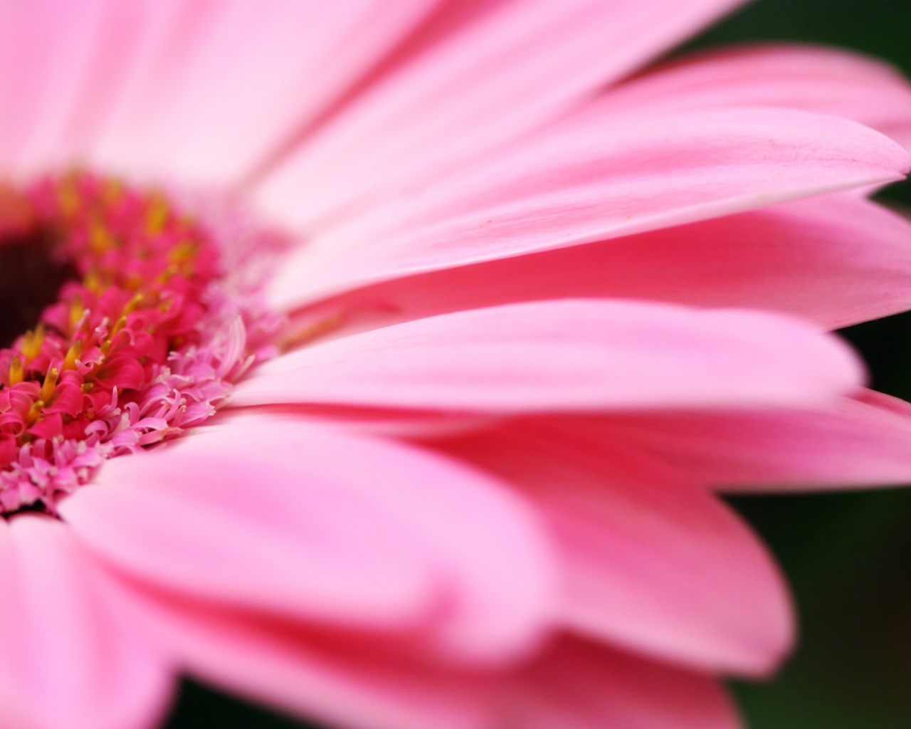 Розовые Лепестки, Цветы