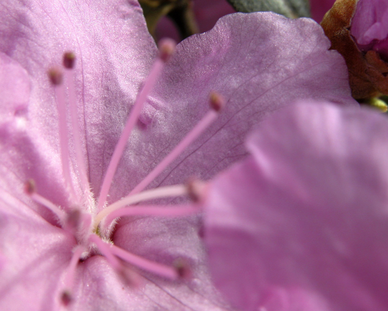 Розовый цветок