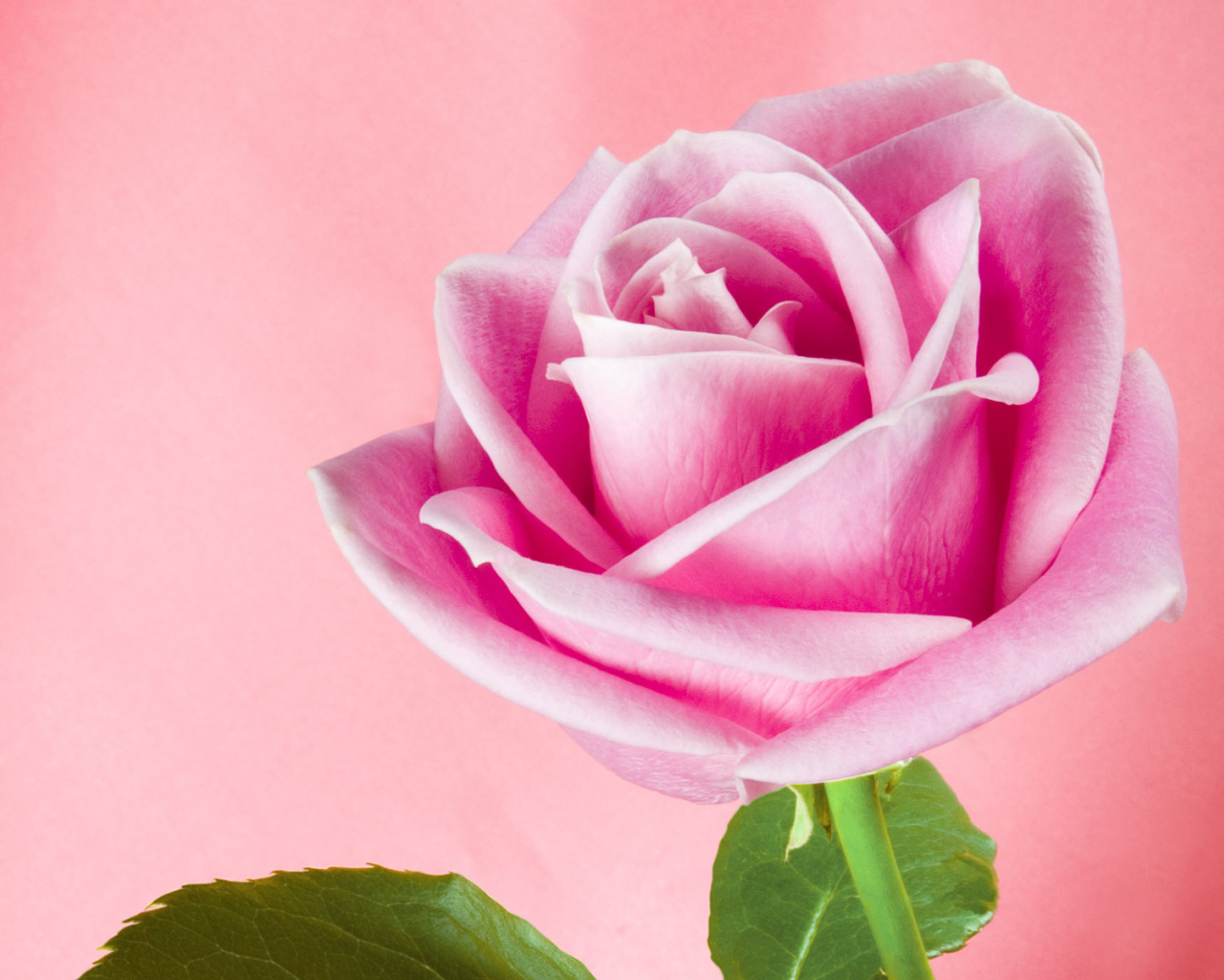 Розовая тень, Цветы