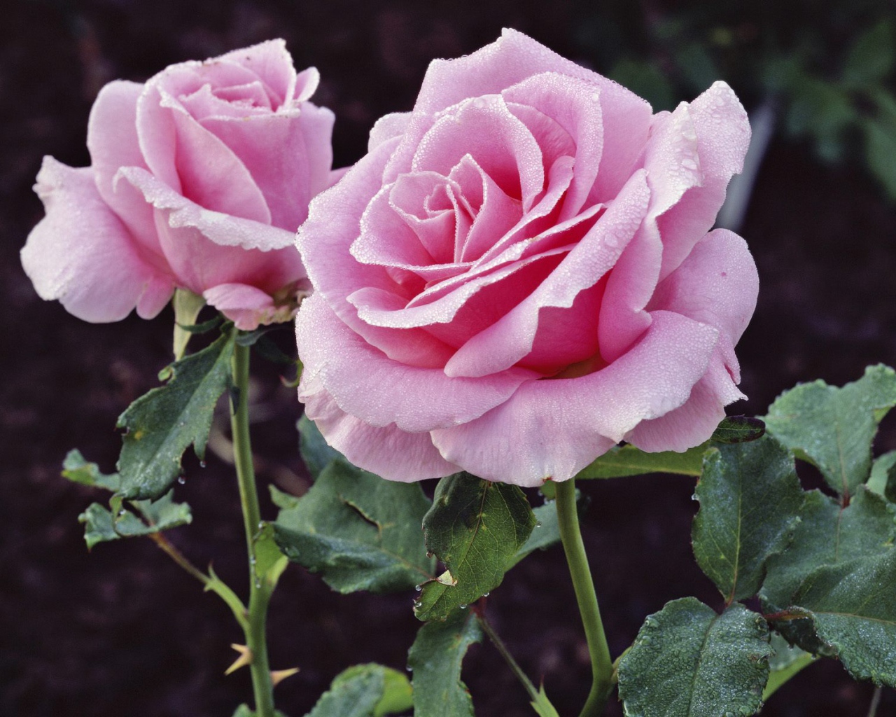 Удовольствие и Страдание, Цветы